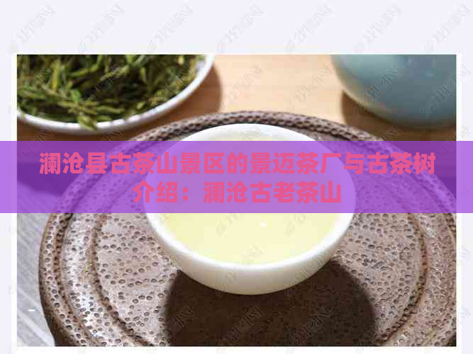 澜沧县古茶山景区的景迈茶厂与古茶树介绍：澜沧古老茶山