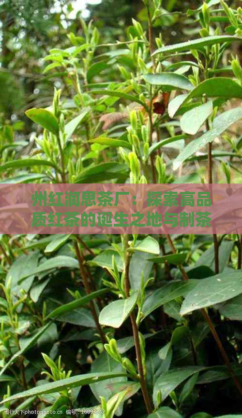 州红润思茶厂：探索高品质红茶的诞生之地与制茶过程