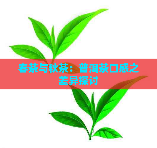 春茶与秋茶：普洱茶口感之差异探讨