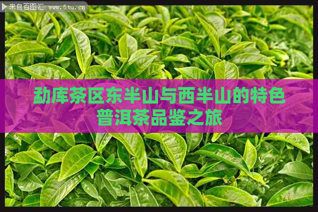 勐库茶区东半山与西半山的特色普洱茶品鉴之旅