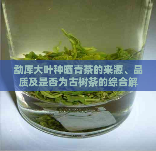 勐库大叶种晒青茶的来源、品质及是否为古树茶的综合解析