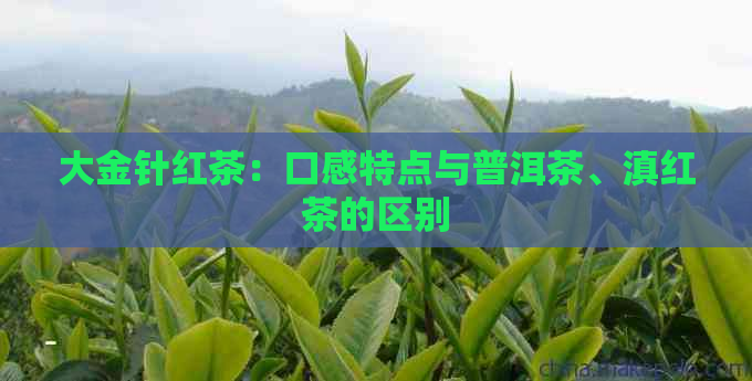 大金针红茶：口感特点与普洱茶、滇红茶的区别